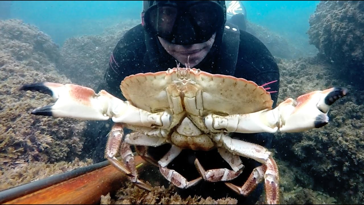 Tourteau de M&eacute;diterran&eacute;e - Chasse sous marine 2020