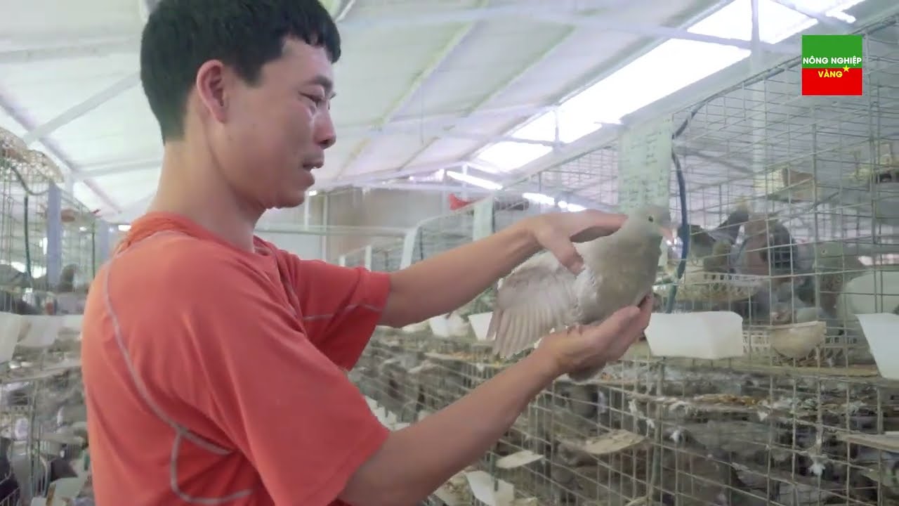 CẢ LÀNG VỠ NỢ VÌ NUÔI CHIM BỒ CÂU PHÁP