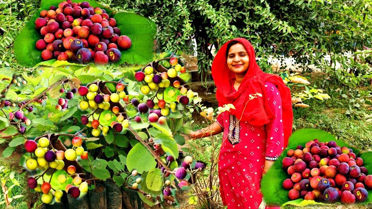 🤗इस नए फल ने हमारी खुशियों में चार चांद लगा दिए 🤷इस फल का सालों से था इंताज़र 💐Village Lifestyle Vlog