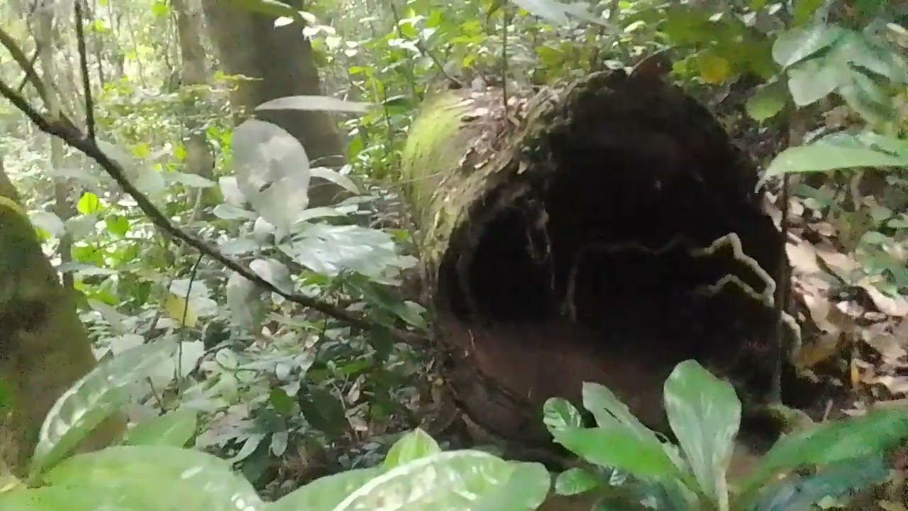 Dans la forêt équatoriale du gabon