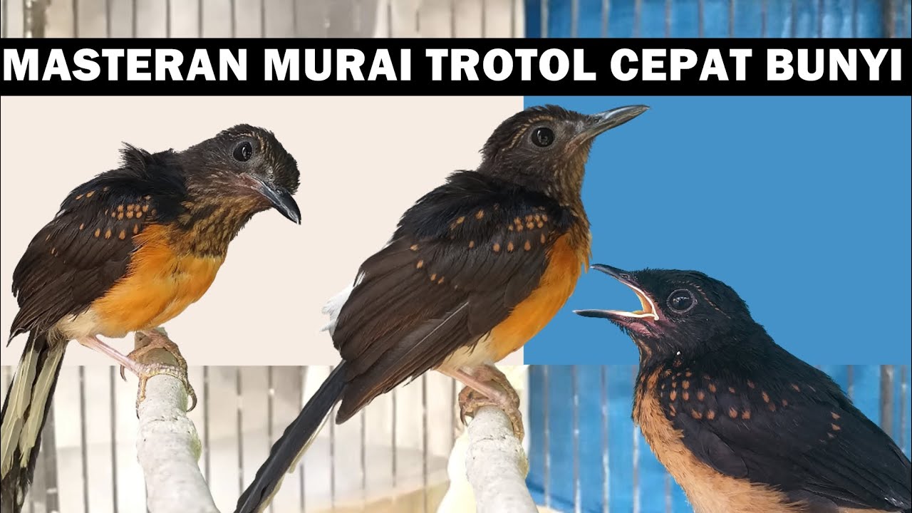 SUARA PANCINGAN MURAI BATU TROTOL AGAR CEPAT BELAJAR BUNYI NGERIWIK NGEPLONG GACOR EMOSI FIGHTER
