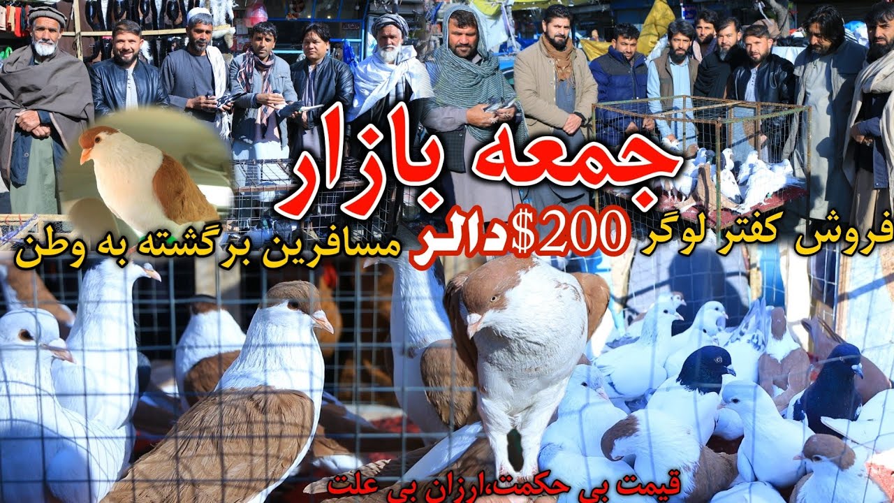 جمعه بازار- کفتر قیمت بازار 200 $ دالر فروخته شد | کفتر های تاریخی لوگر- Friday Pigeon Bazar Kabul