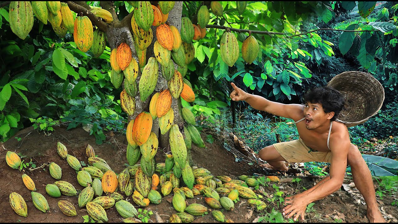 life in jungle - How To Make Chocolate At forest