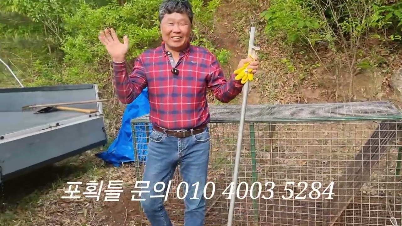 민가 울타리안으로 들어온 멧돼지 잡기 시작 하루2마리 옮기기 (포획틀 문의 010 4003 5284)