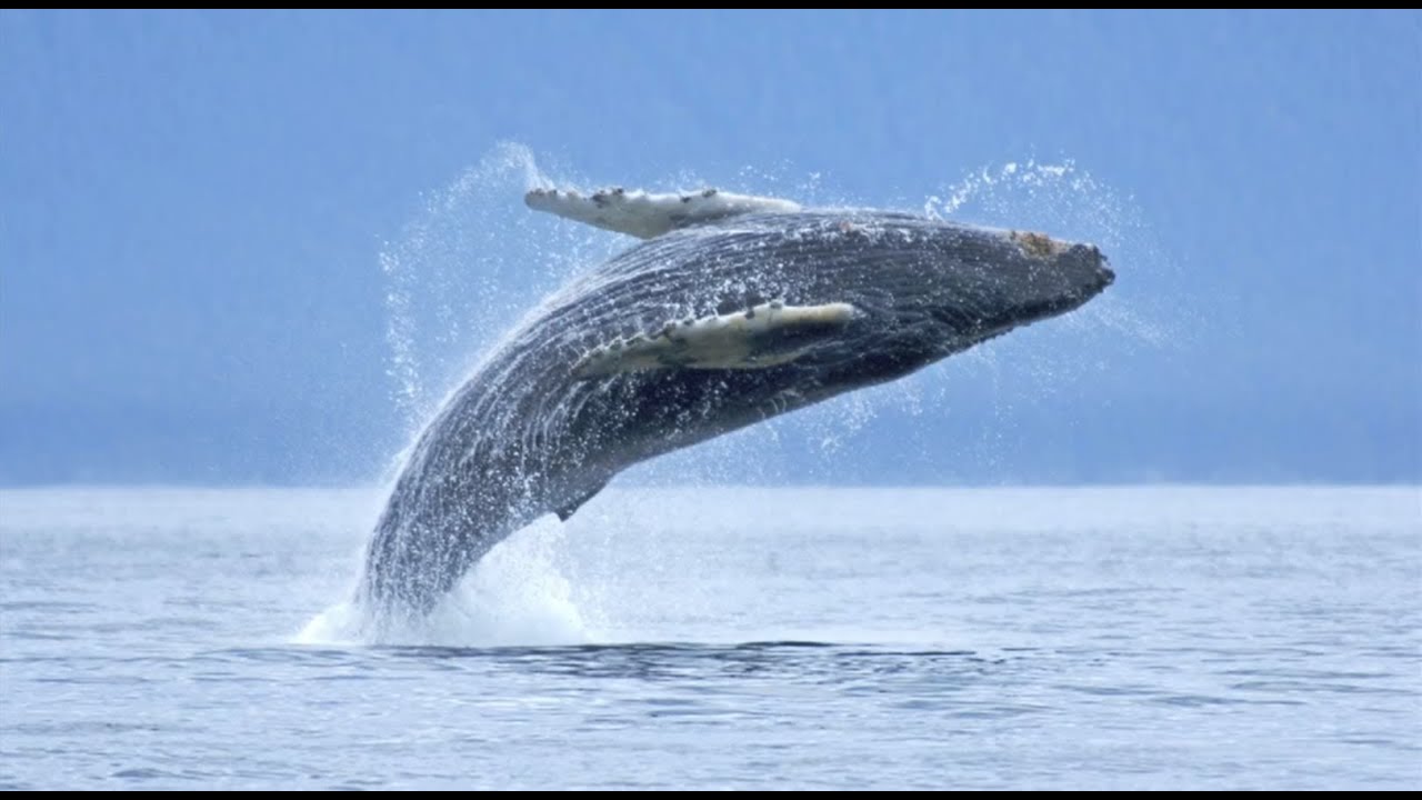 Nature & Wildlife Photography: Tips by Florian Schulz