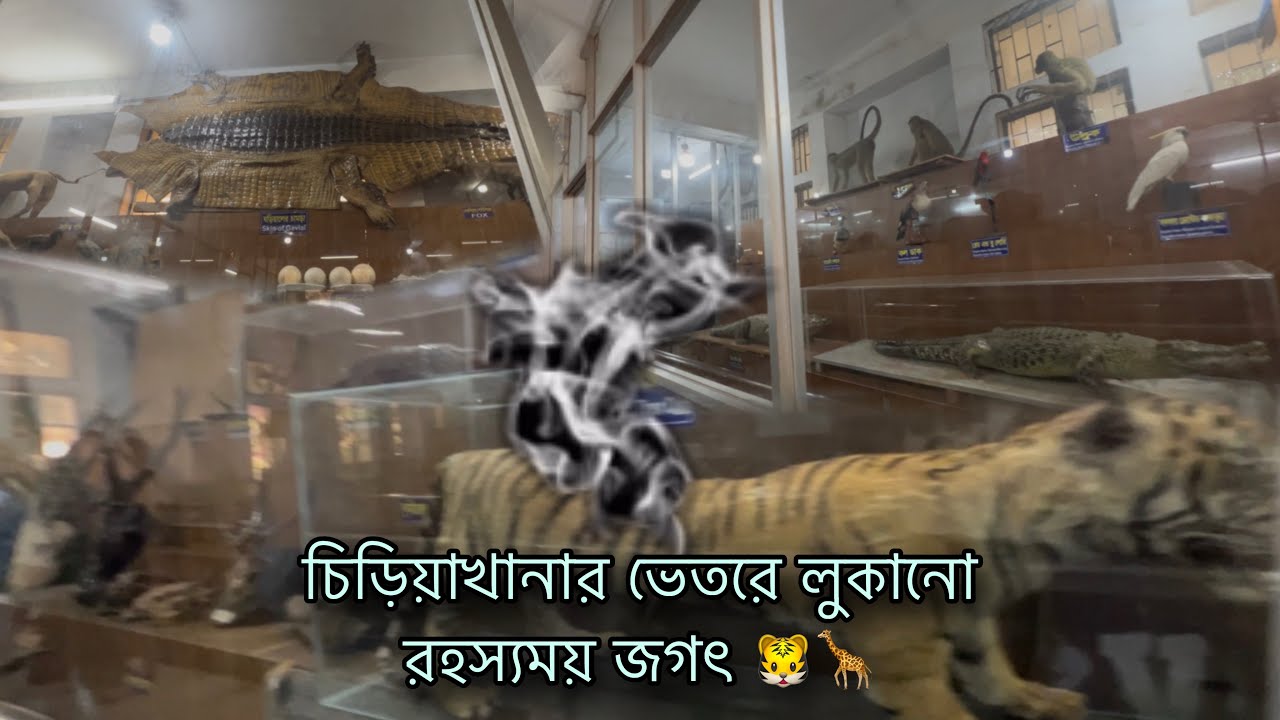 মাত্র ৫০ টাকায় বাঘ ভালুক জিরাফ সিংহ জাতীয় চিড়িয়াখানা মিরপুর | শত শত বছর আগের সংরক্ষিত প্রাণী  