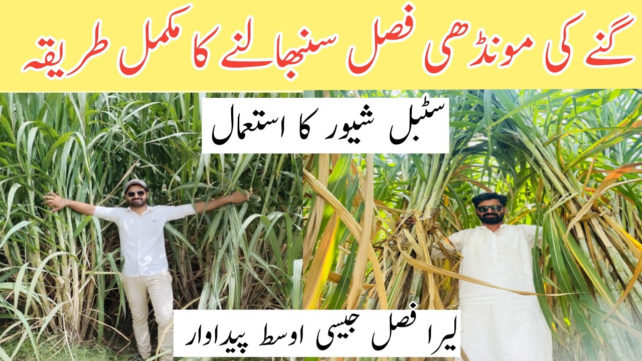 Ratoon Management of Sugarcane Crop | Complete Guide for Higher Yield