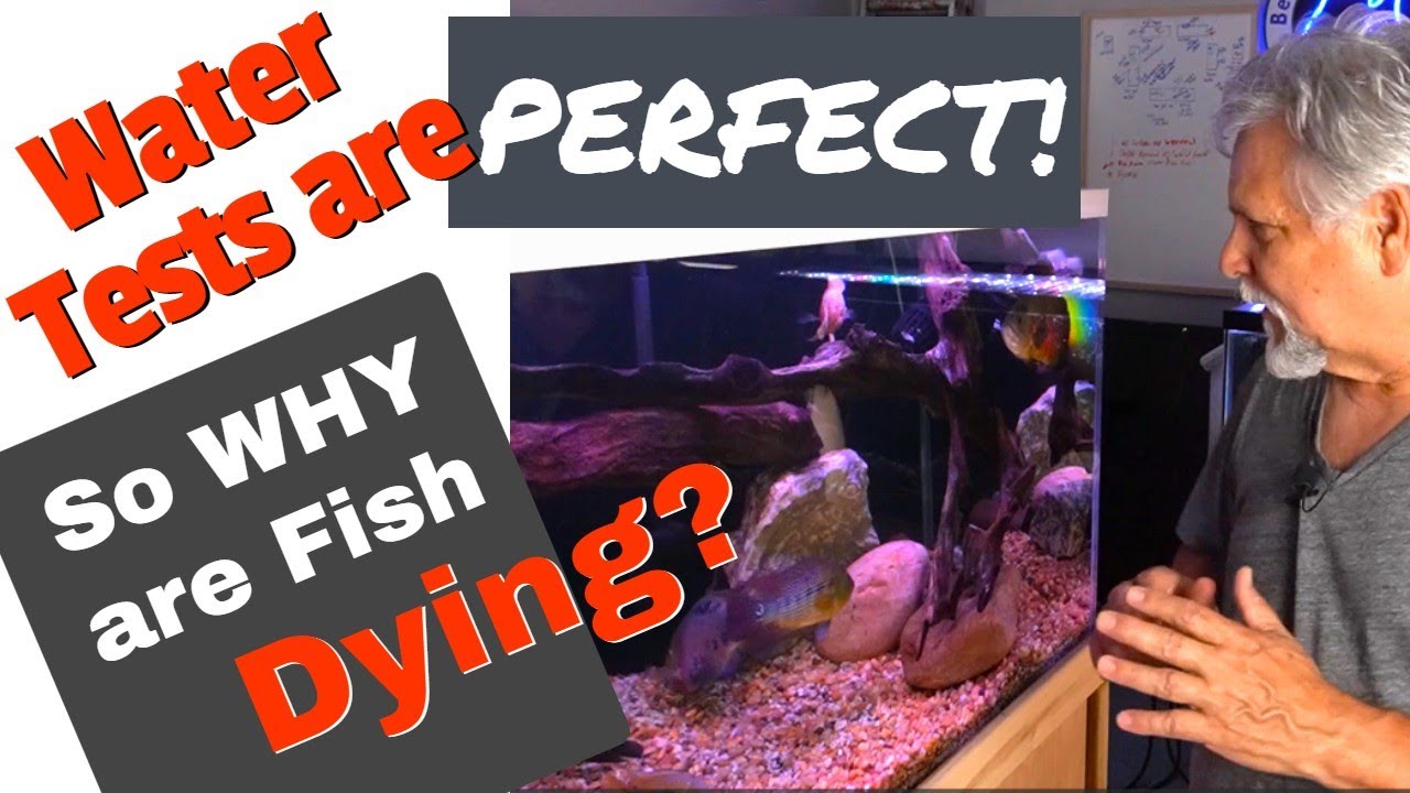3 Reasons Fish Die-Offs Sometimes *Make NO Sense!* HERE's WHY!