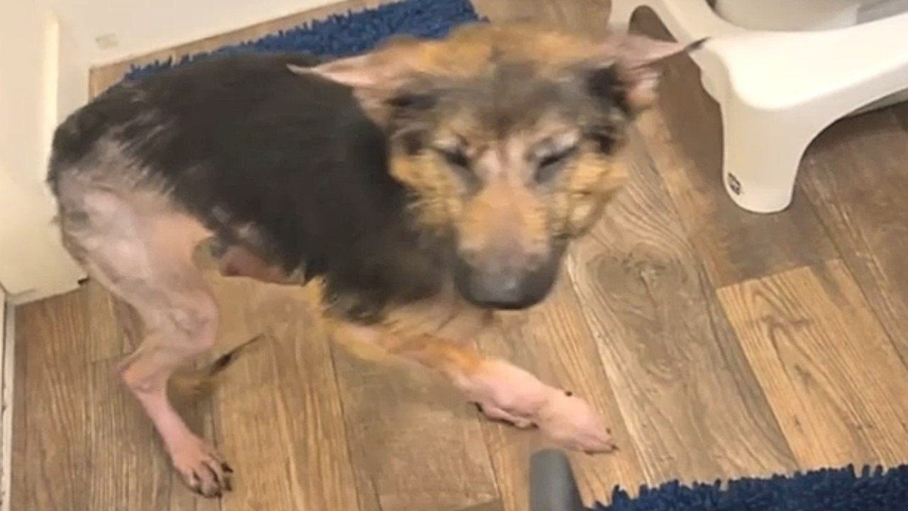 Rescue dog's heartbreaking first days in new home