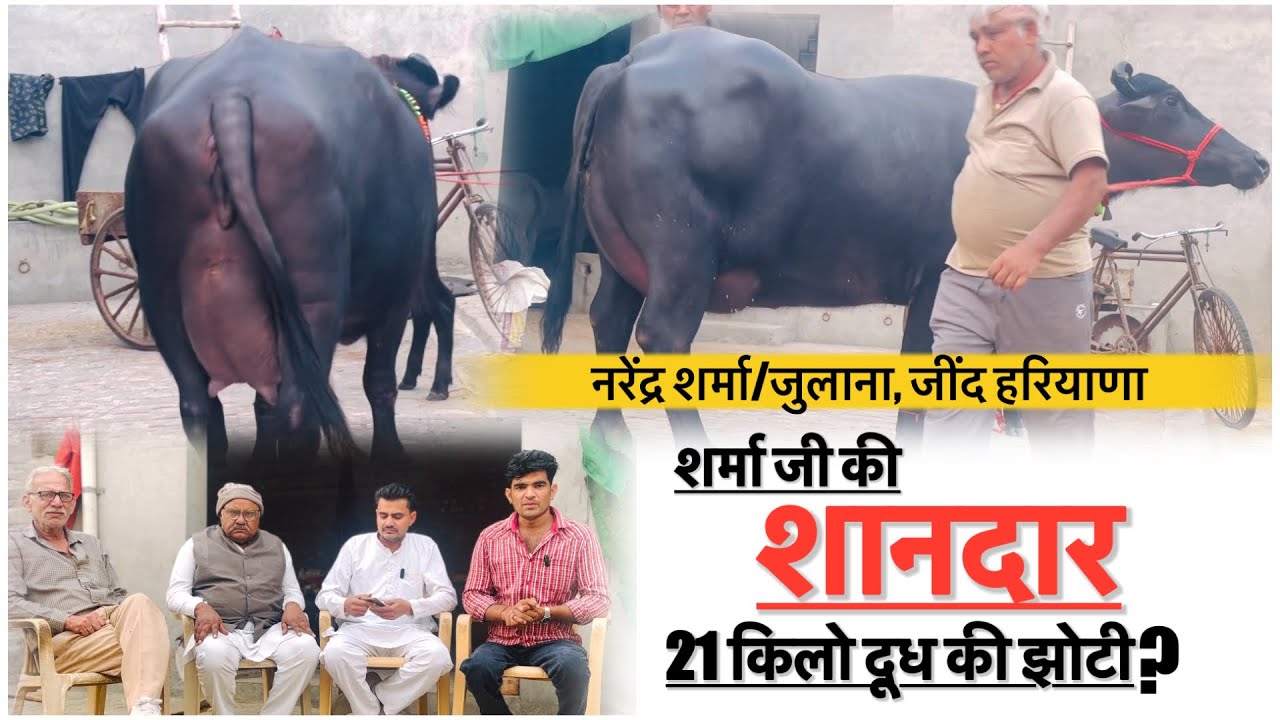 शर्मा जी की शानदार 21 किलो दूध की झोटी || NARENDRA SHARMA JULANA WALE||