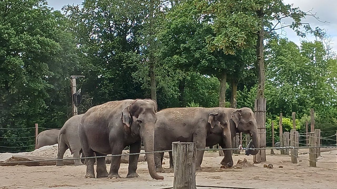 Pairi Daiza II - elephants, bears, panda, seal etc. wonderful animals