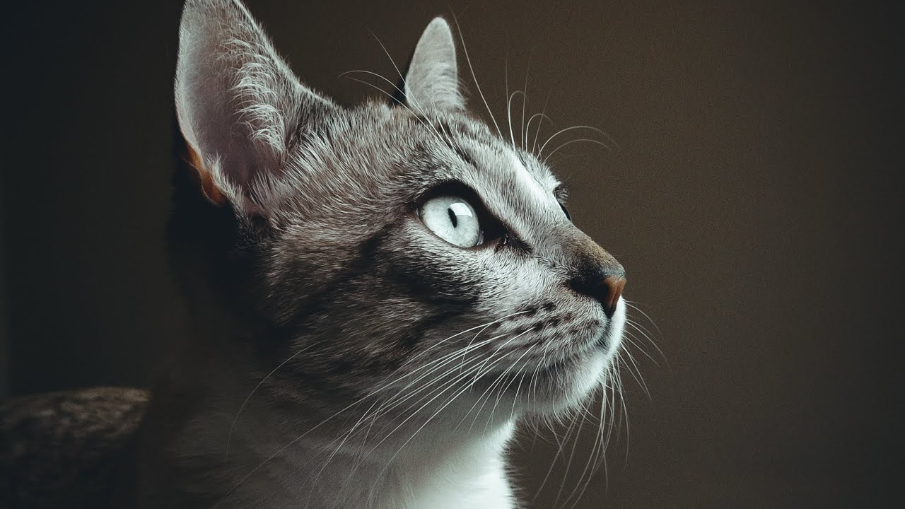 Why CATS are fascinating