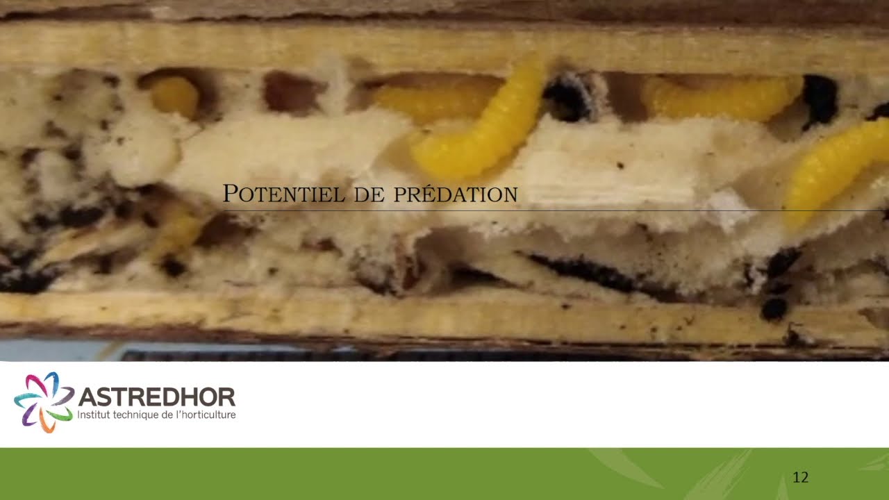 Intérêt des hyménoptères chasseurs (Crabronidae) en lutte biologique