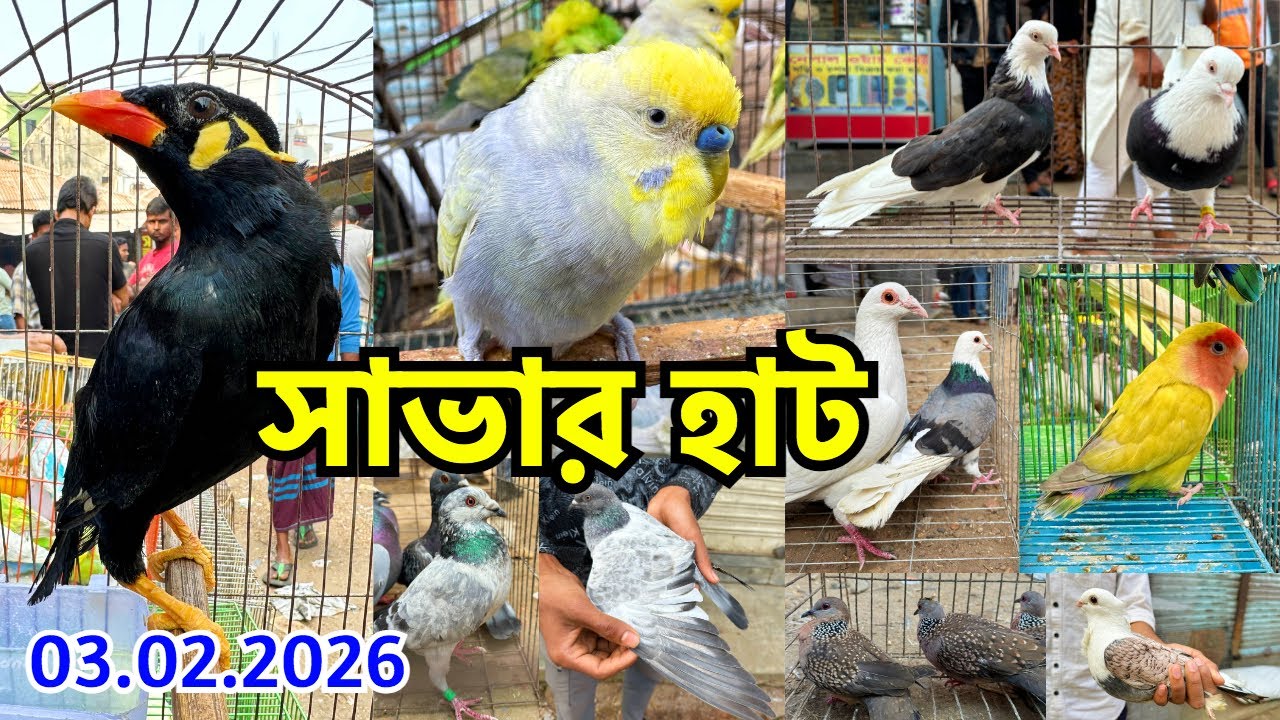 পালা ময়না মাত্র ৬০০০ | সাভার হাট | পাখি ও কবুতরের দাম জানুন | শনি ও মঙ্গলবার | Savar Pet Market#874