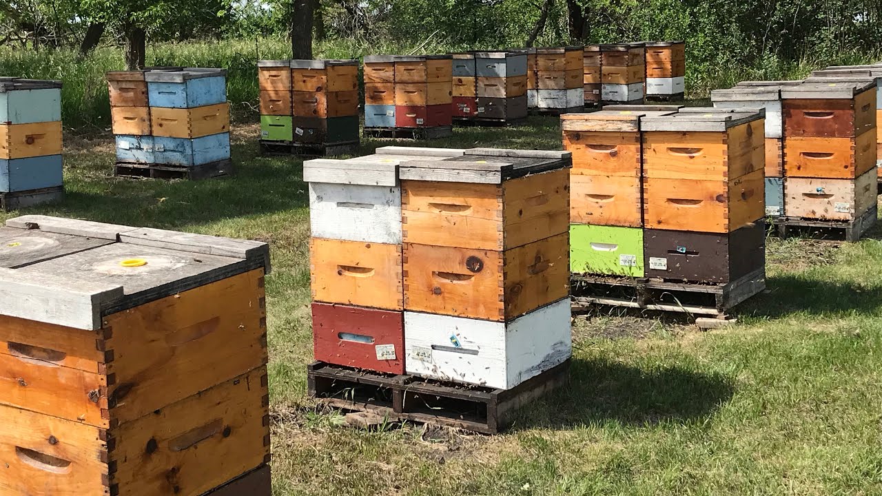 Boxes Out!  Heavy Start on the Canola, Alfalfa, Clover - June 19, 2021