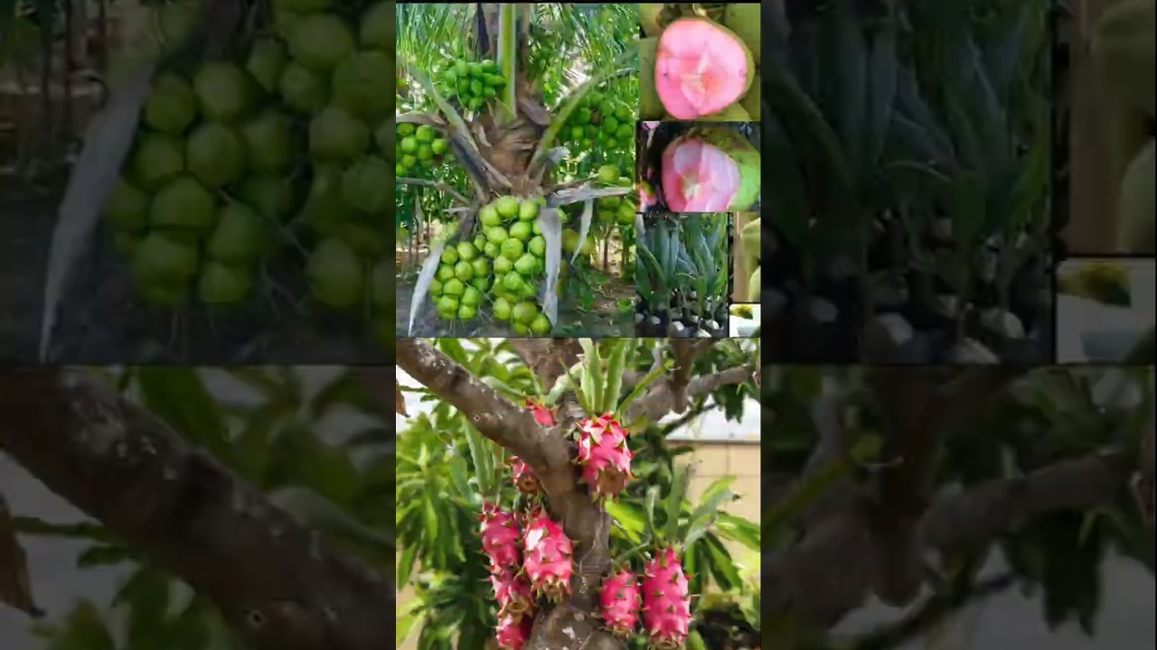 Trees that bear fruit at half price | Exotic Fruit Plants Kerala #shortvideo #shorts #exoticfruit...
