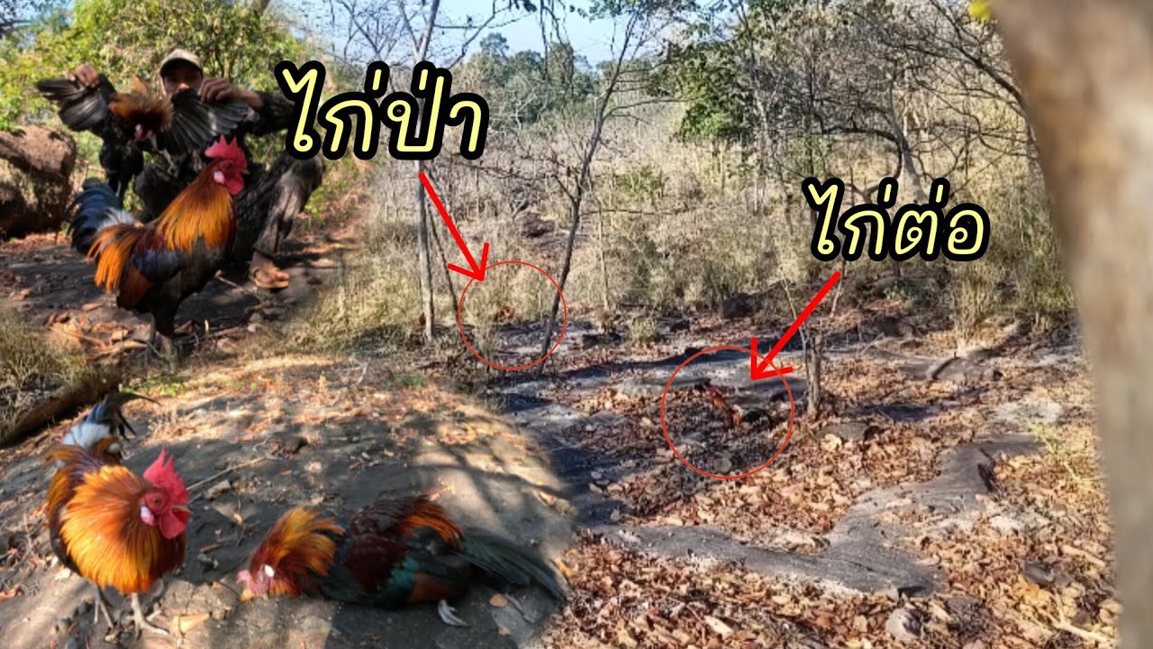 ต่อไก่ป่ายามกับดัก/ຕໍ່ໄກ່ປ່າຢາມກັບດັກ