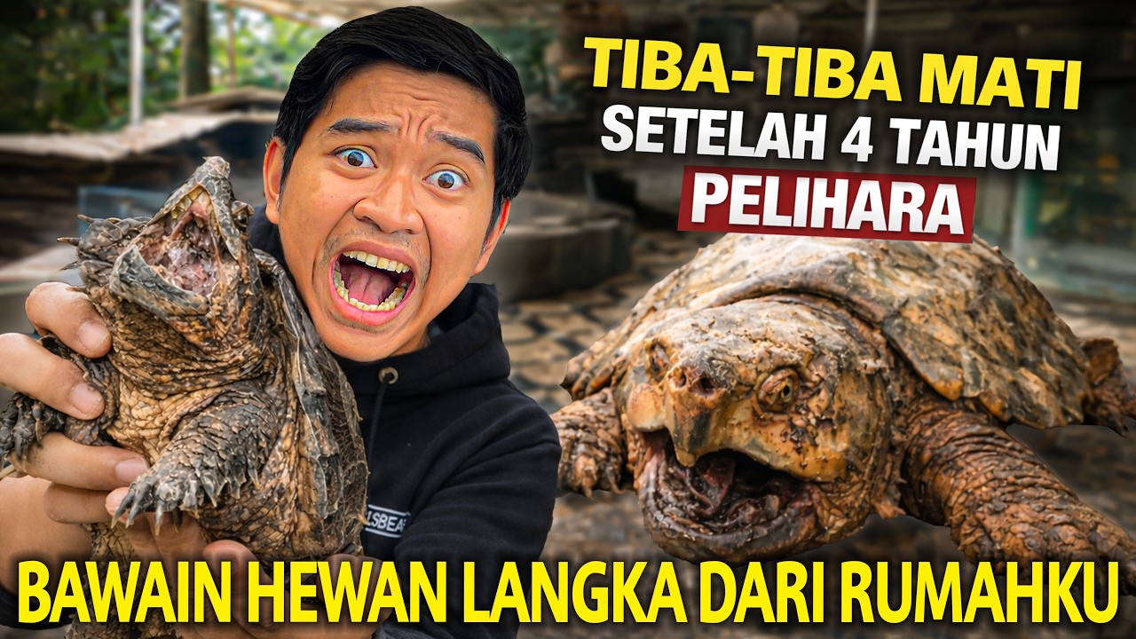 AKU AKHIRNYA BAWAIN HEWAN LANGKA DARI RUMAHKU BUAT PENGGANTI KURA-KURA RAKSASA NINO YANG M4TI!