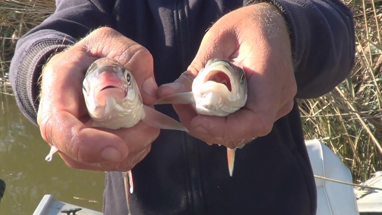 THE BEST STRIPER  'CANDY'  ... ON THE CA. DELTA !