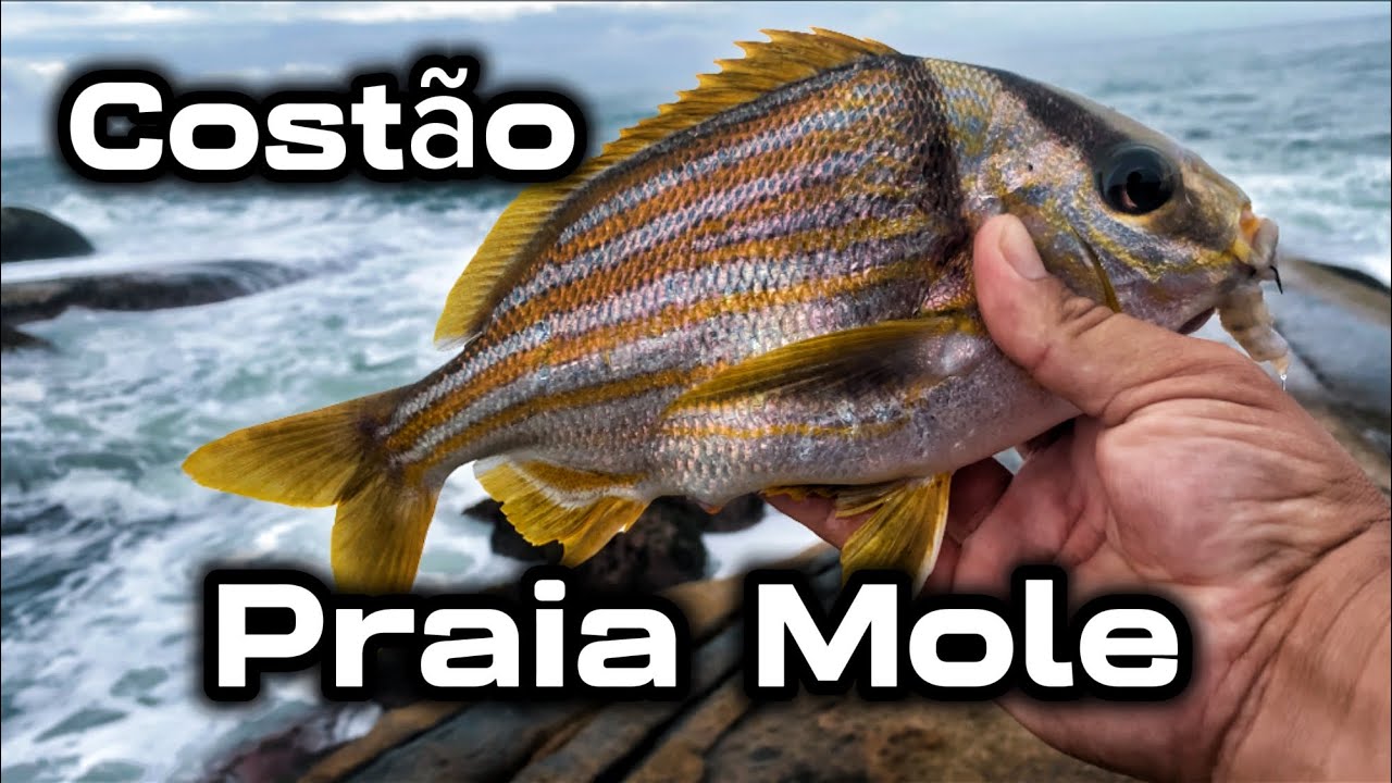 Pescaria de Costão na Praia Mole | Marimbau, Salema e Sargo na Linha 🎣