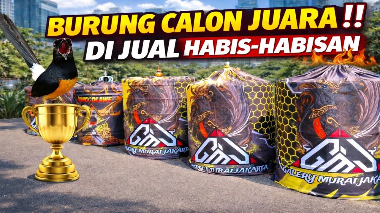 GAK NYANGKA! MURAI BATU CALON JUARA HARGA DIJUAL HABIS-HABISAN DI JAKARTA