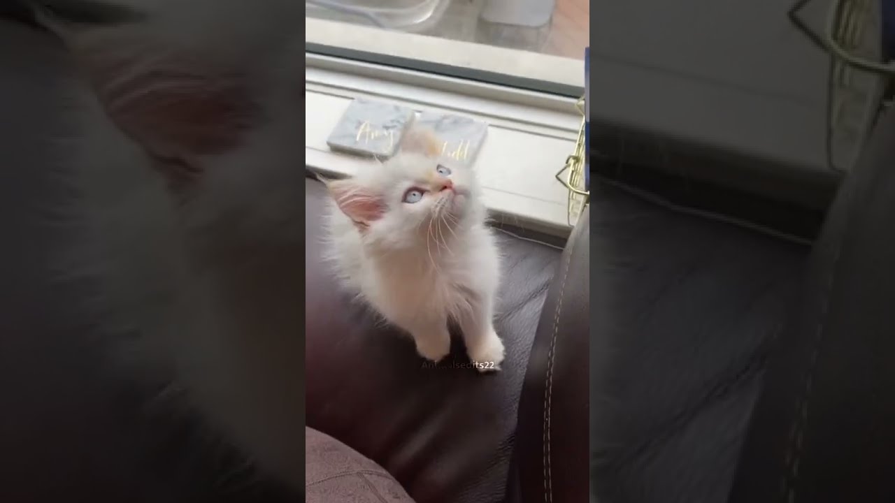 White cat with blue eyes 🐈💙✨ #shorts #tiktok #animals #fyp #cat
