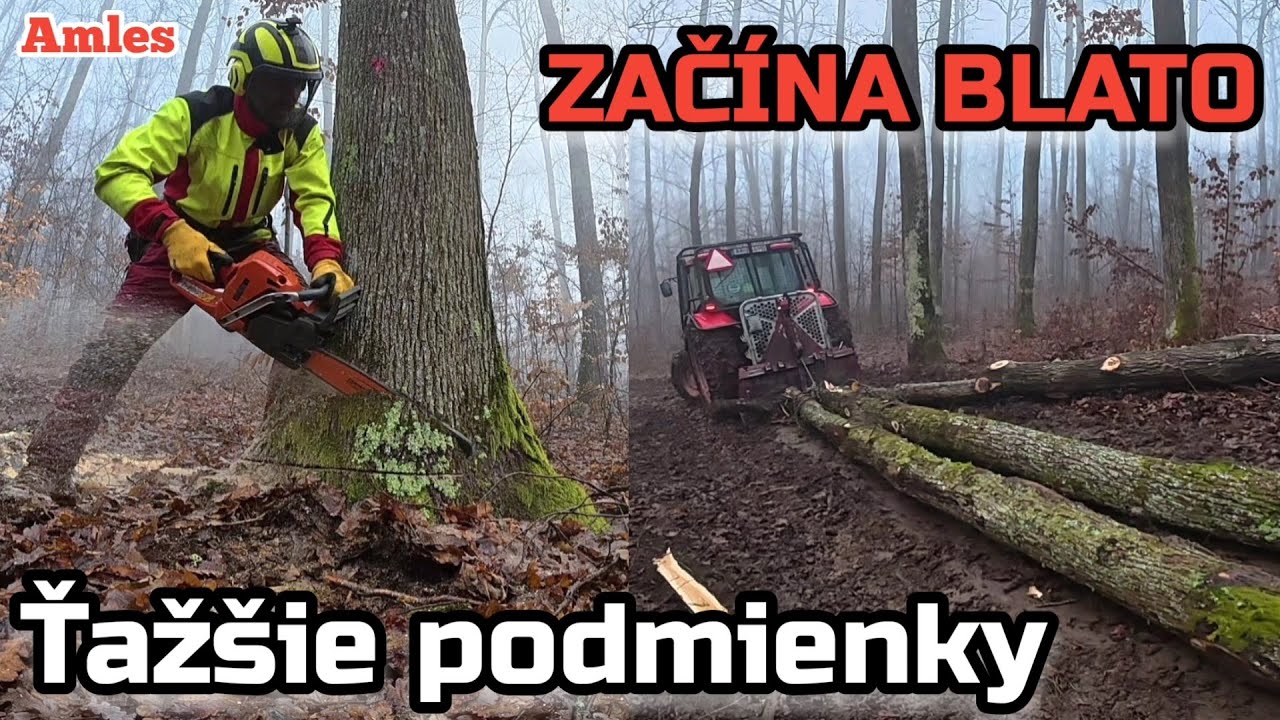 Лесозаготовки в Лонг-Оукс! Молодая поросль, грязь и тягач Husqvarna 555.