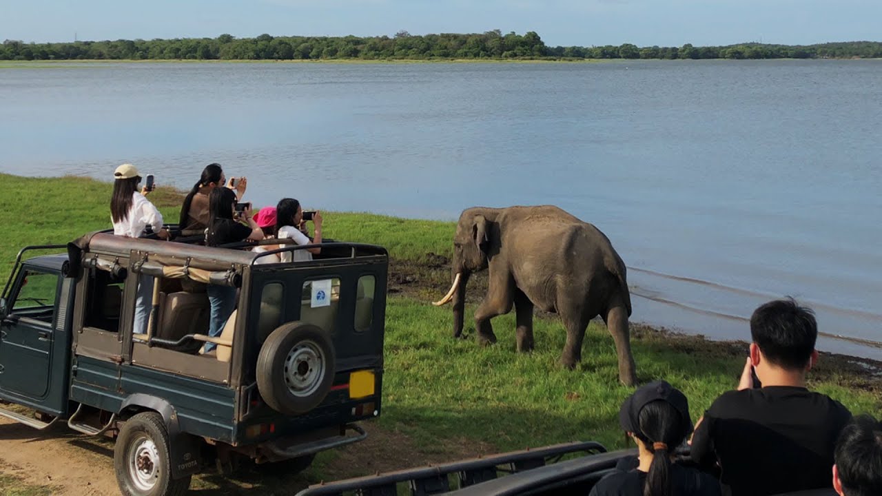 King Of The Wild Tusker Safari: A Sri Lankan Adventure You Won't Believe! | Sri Lanka Jeep Safari