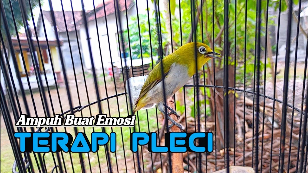 AMPUH SEKALI ‼️ Terapi Pleci Ombyokan Pasti Cepat Ngeriwik Kasar Dan Ngalas