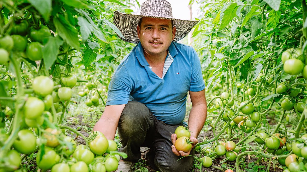 Cultivo de Tomate Orgánico 🍅 | Anolaima, Cundinamarca | Cómo Cultivar Tomate Bajo Techo.