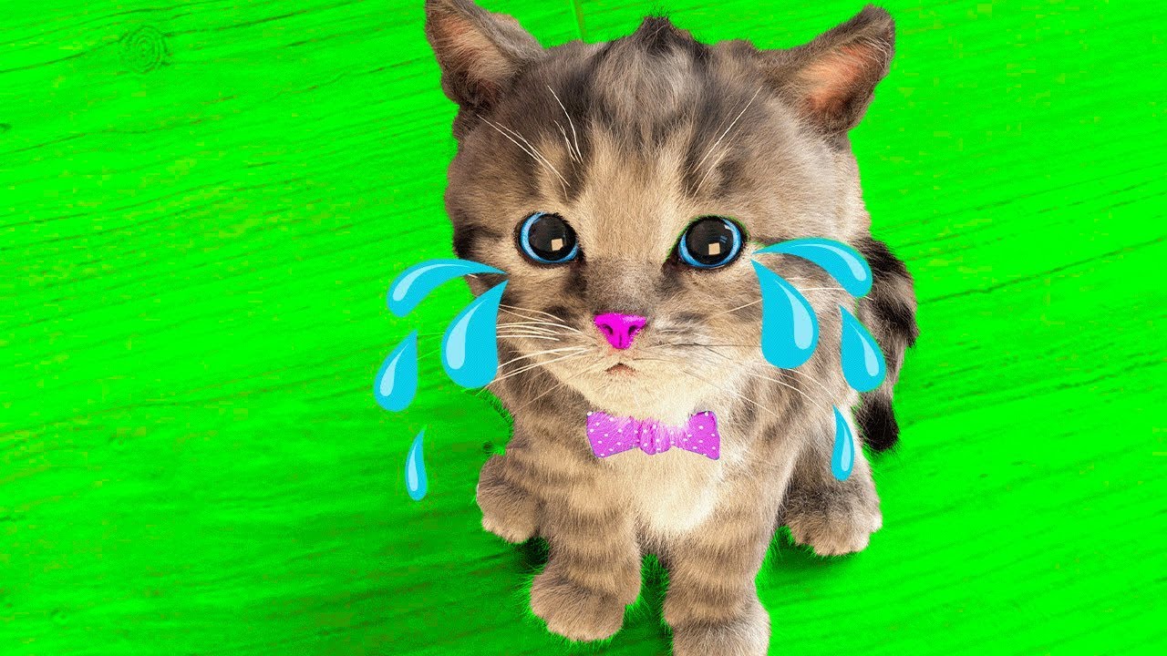 SPECIAL LITTLE KITTEN ADVENTURE A VERY LONG JOURNEY FOR CHILDREN - SPECIAL CARTOON ANIMALS MEOW