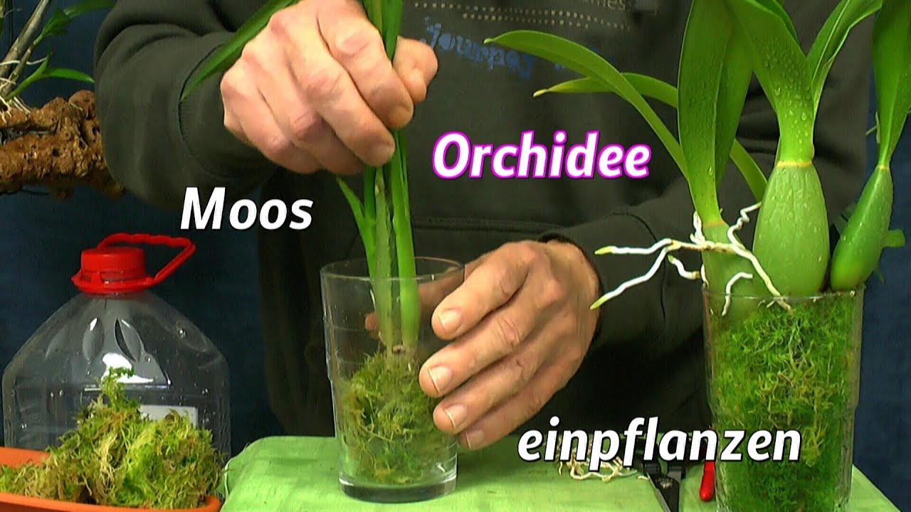 Orchidee retten Orchideen Spezial mit Sphagnum Moos wachsen lassen