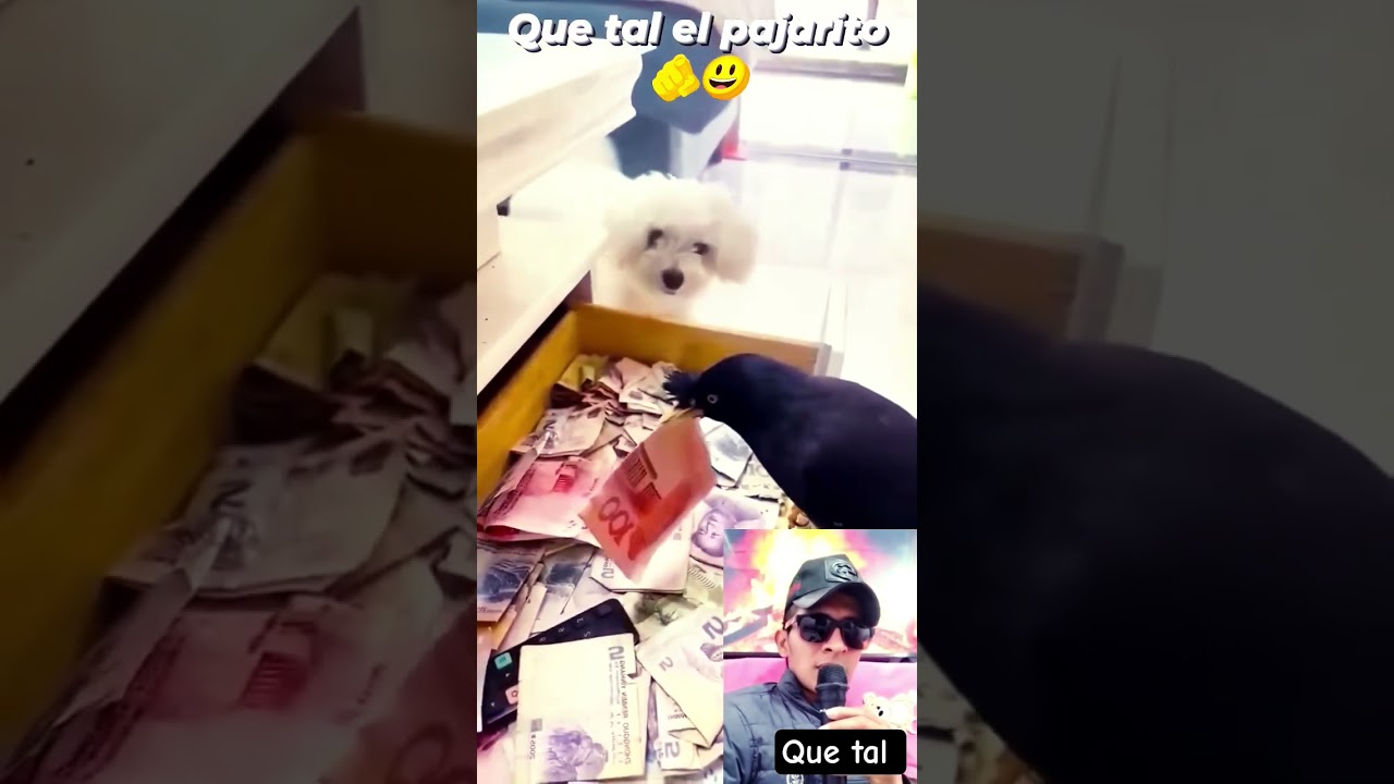 el pajaro que trabaja por su amo que tal 😃 #viral #aves #pajaro #shorts #youtube