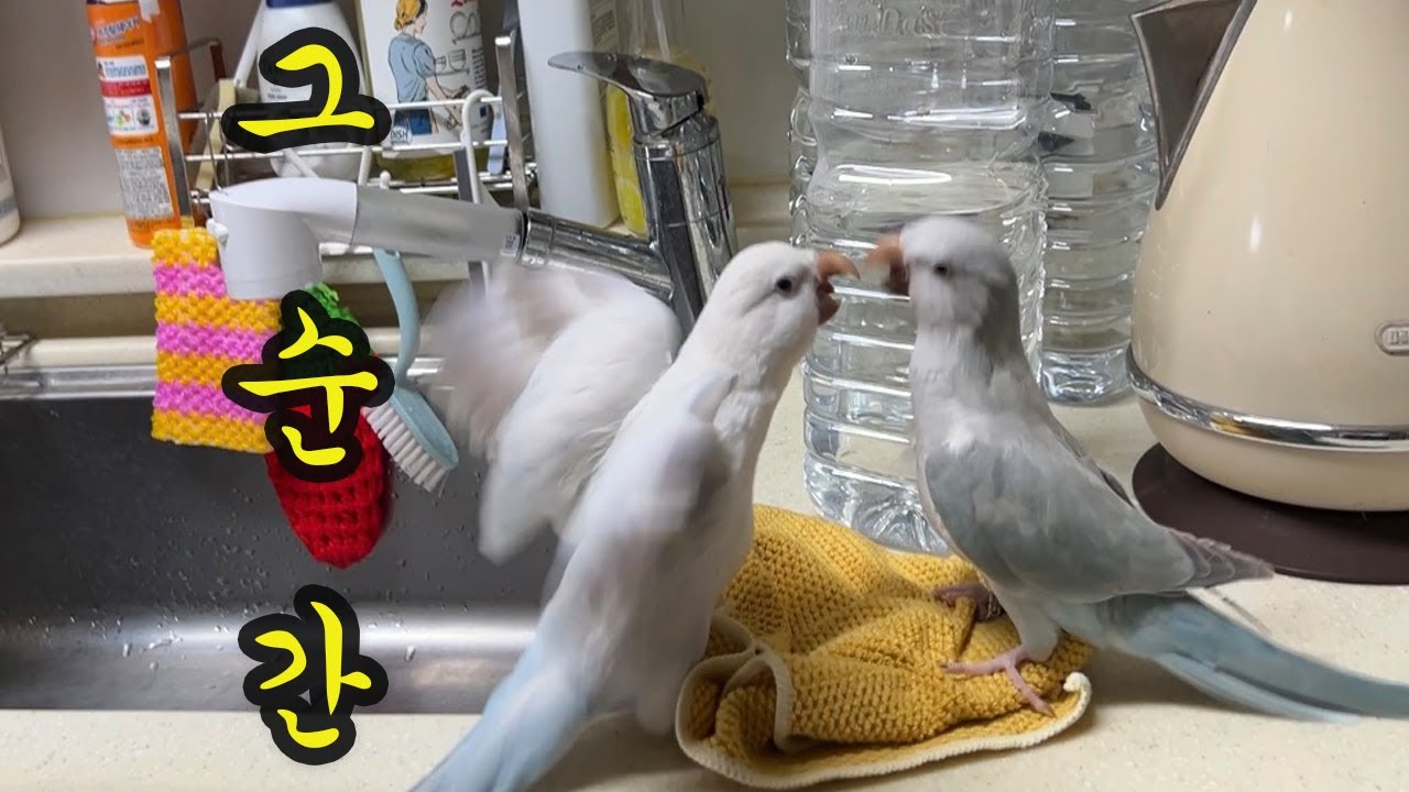 [러블리다다즈] 다올 다복 티격태격 남매 싸움