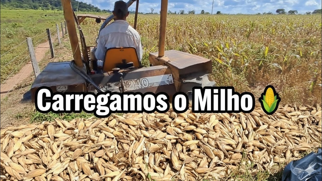Bora pra lida! 🚜🌽: Sem descanso! Carregando milho e correndo pra ver o gado
