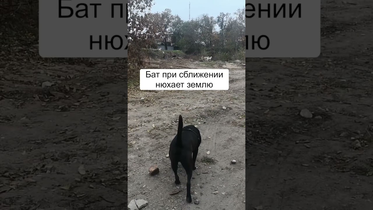 Нужно пройти через собак с промзоны. Учимся понимать собак. Общение с собакой