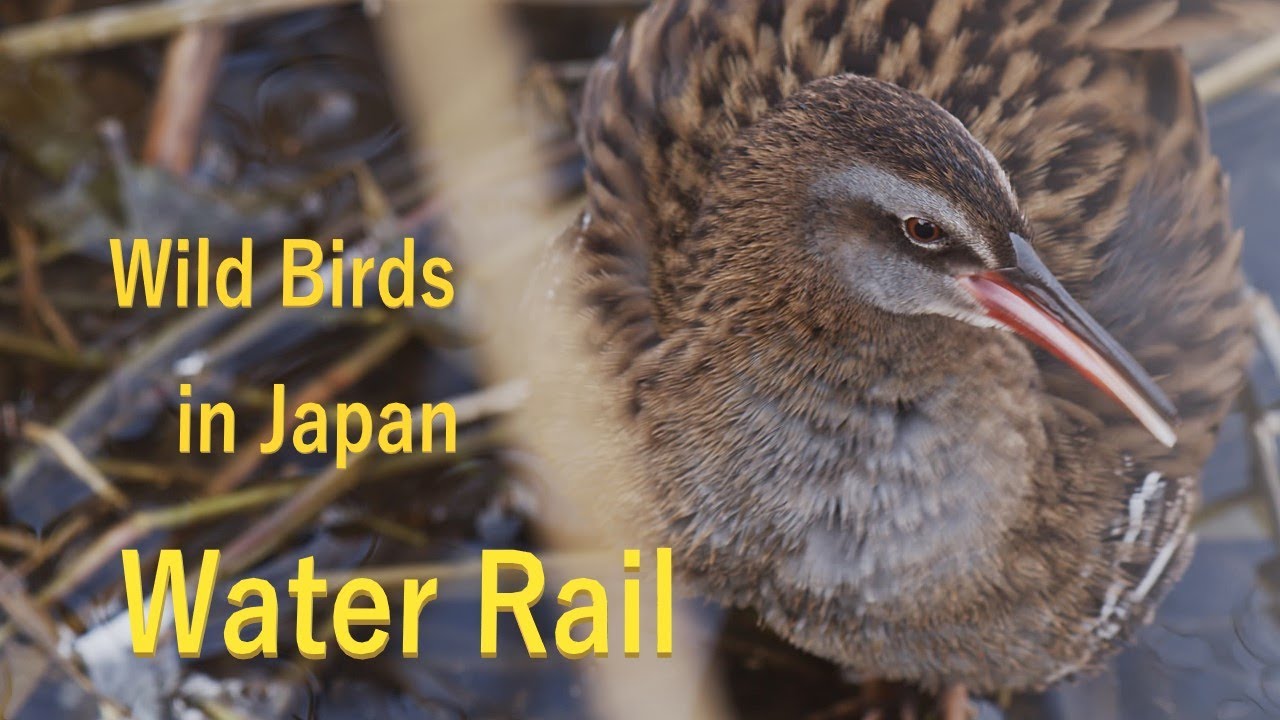 クイナ 鳴き声 美しい日本の野鳥 1月