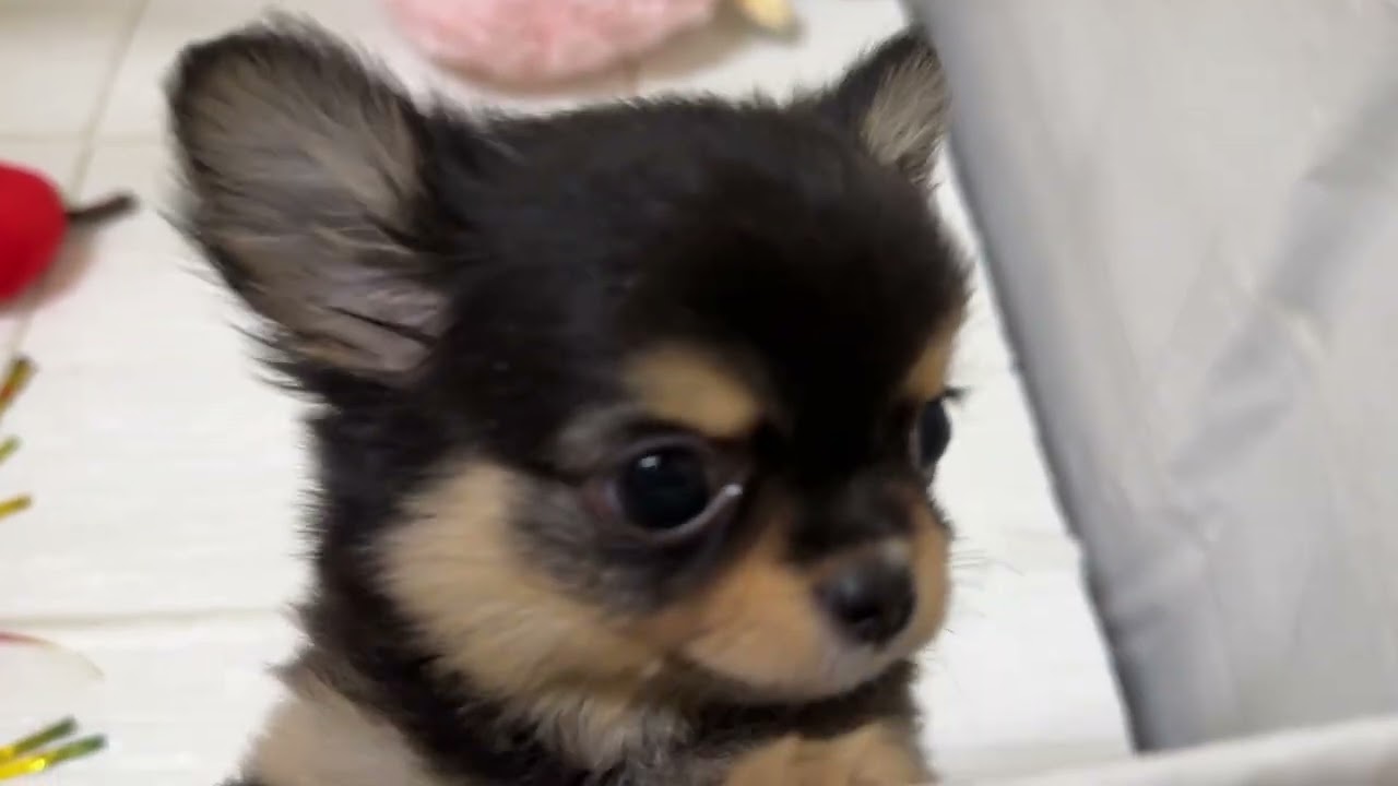 199421チワワ　ペットショップ犬の家＆猫の里岡崎店