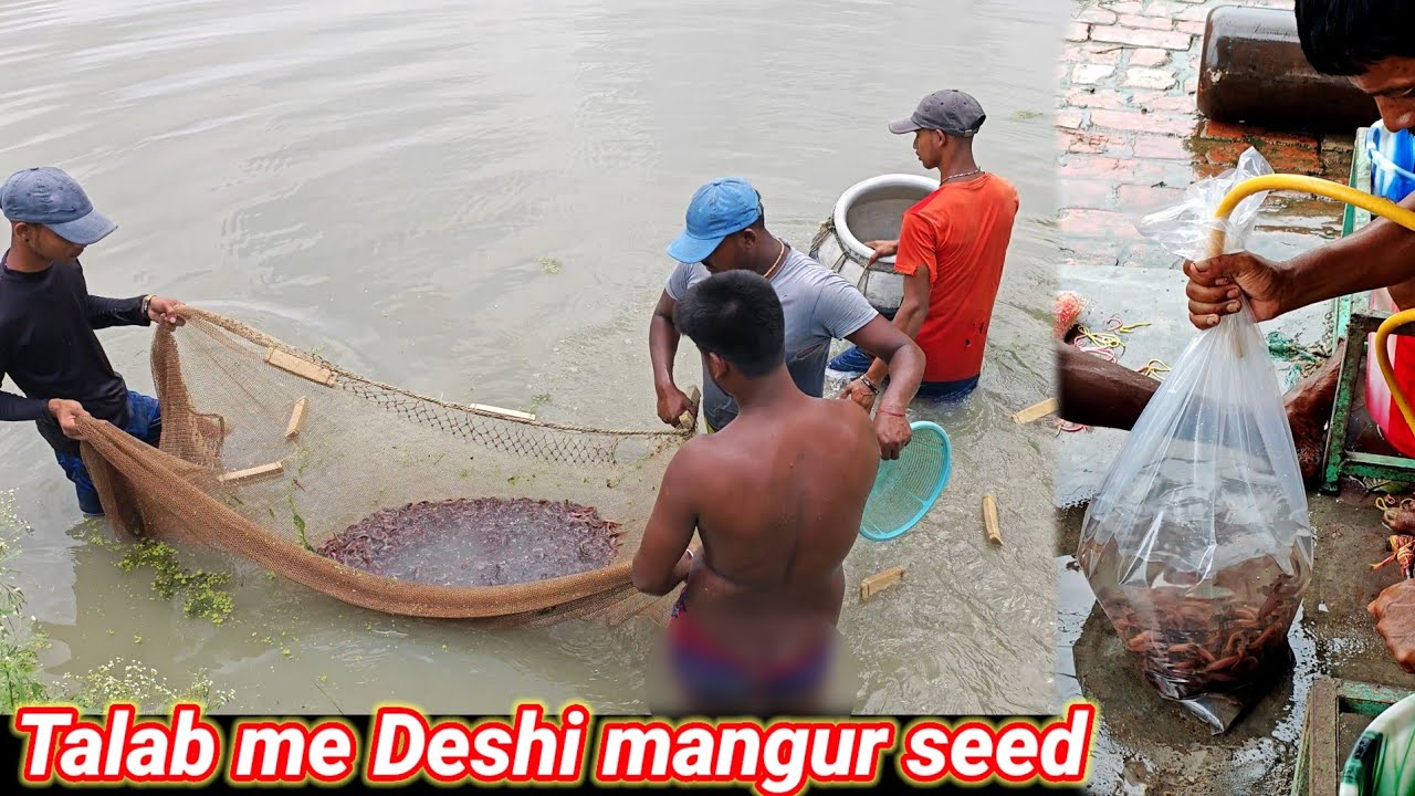 pure desi mangur Machhali ka seed 🐬oxygen packet mein catfish 🐬fish seed seller West Bengal