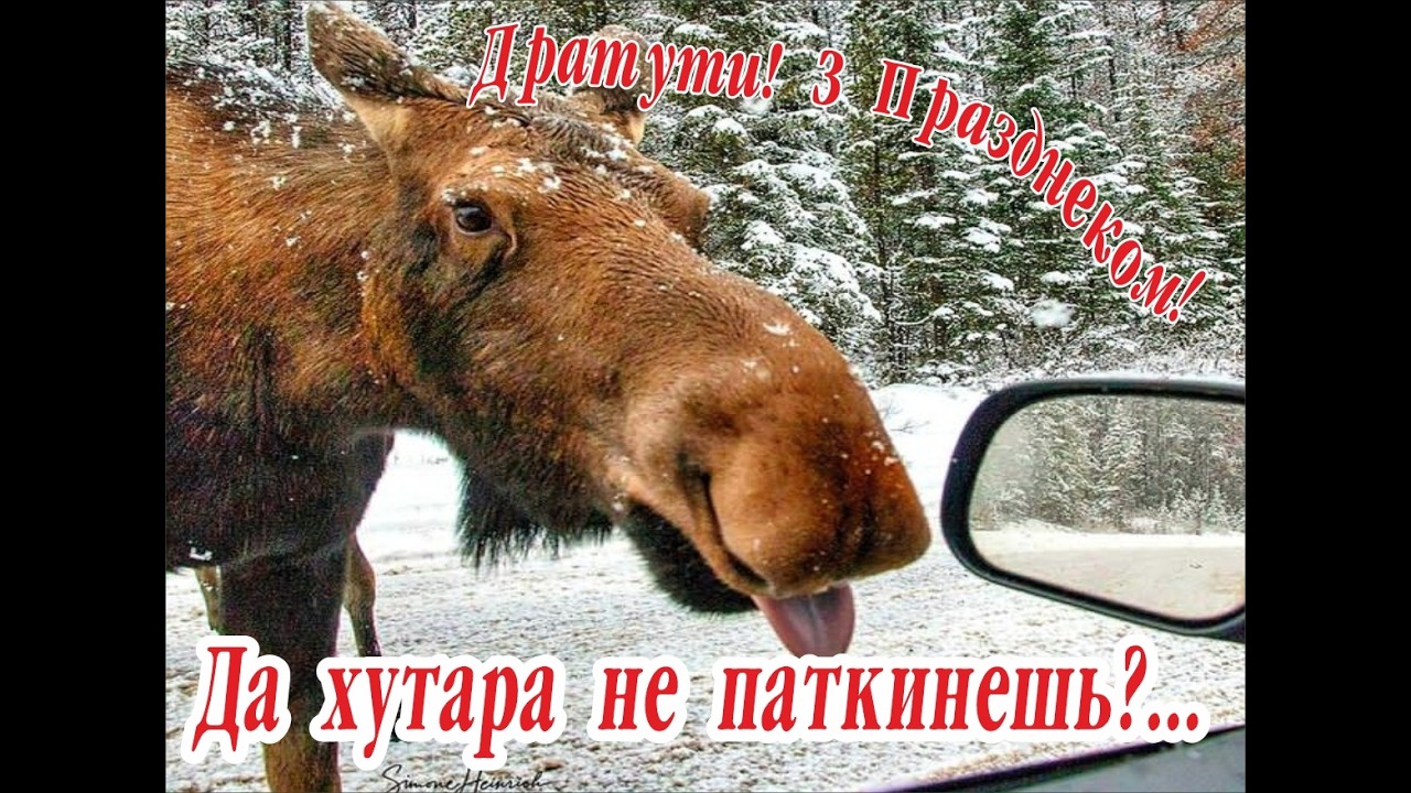 С 23 февраля. Лоси  тоже празднуют. Хутор-ОК 