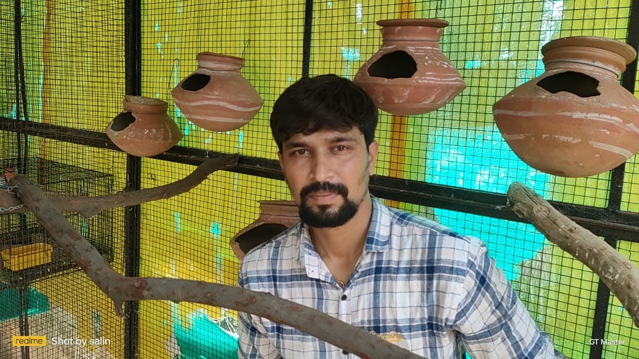 AFFRICAN LOVE BIRDS SETUP @PARROTDIPANKAR @natgeoindia @NilaGuppy.7836@OURDAHOD