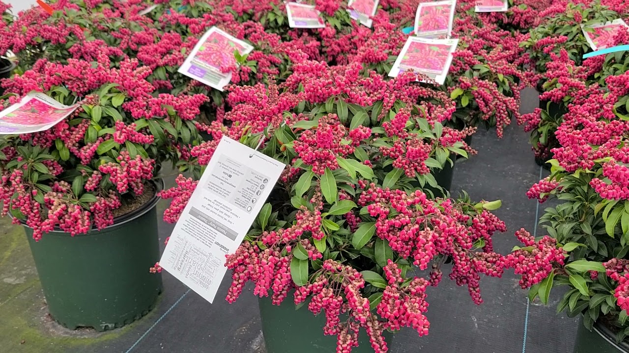Pieris Passion Party™ 'Passion' (Japanese Andromeda) // Attractive, Easy Care,⭐️Colorful,  Evergreen