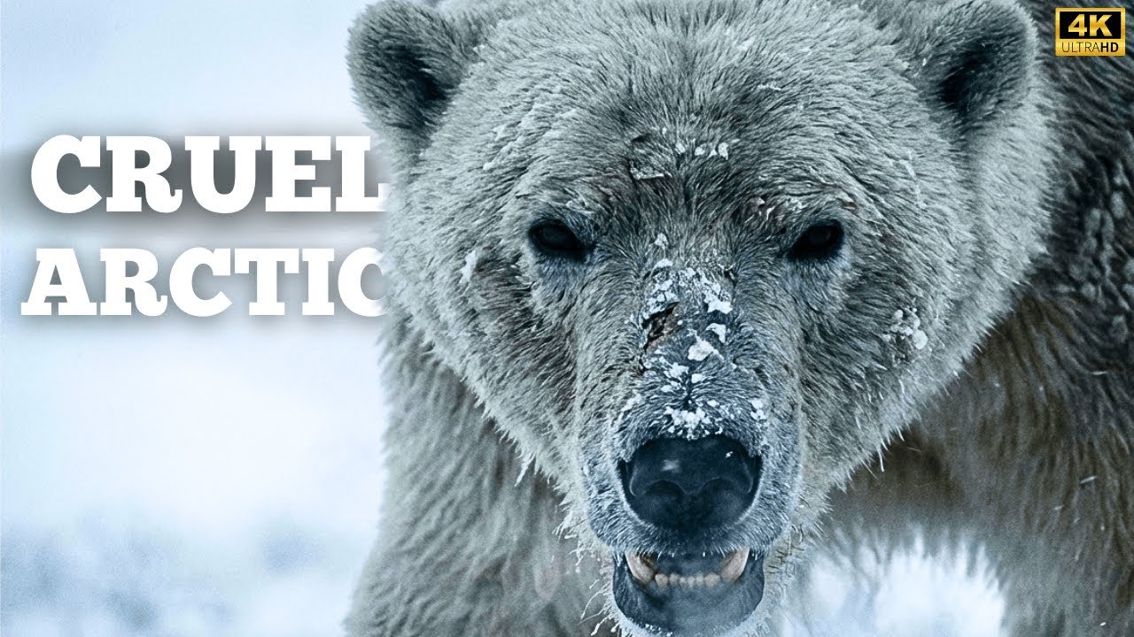 CANADIAN ARCTIC | Surviving in a Frozen World | 4K Documentary