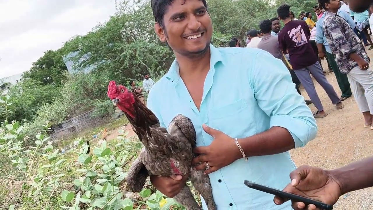 # మైదుకూరు కోళ్ల సంత 🔥🔥🔥