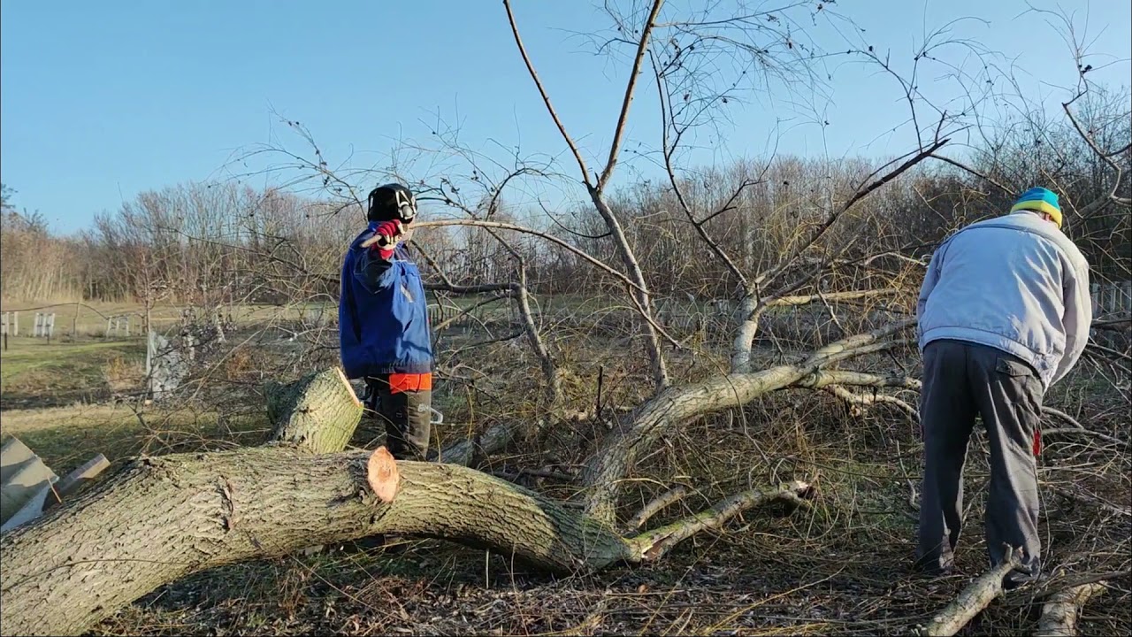 Fadöntés darabolás Stihl Ms 261