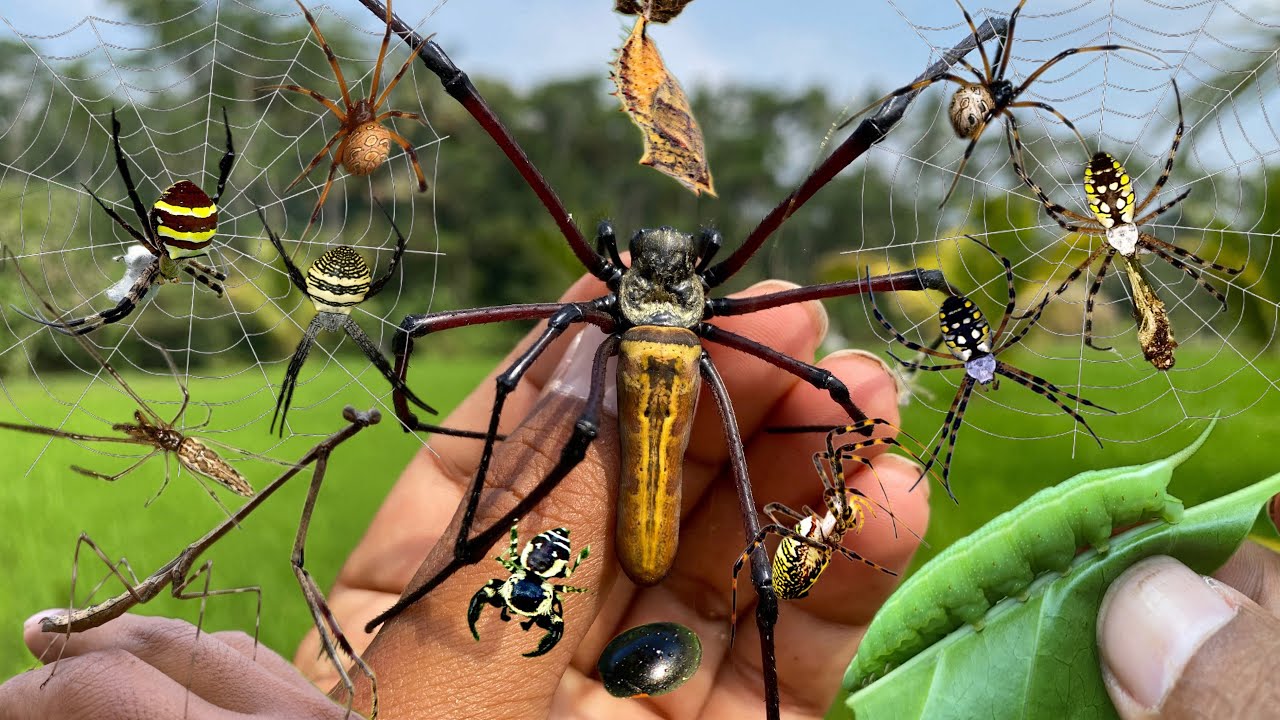 Tropical Insect Adventure: Discovering Biodiversity