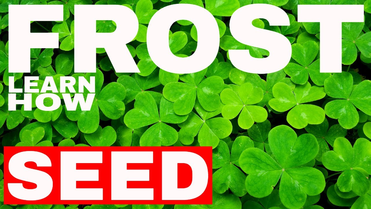 BEST Methods For Frost Seeding Clovers & Chicory!