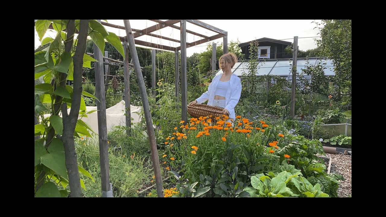 Gartenrundgang Juli 2023: Waldgarten, Gemüsegarten & die erste Tomate