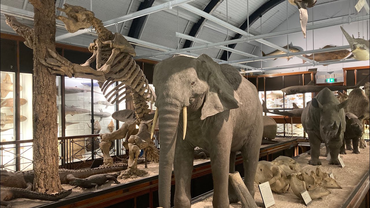 Natural History Museum Tring
