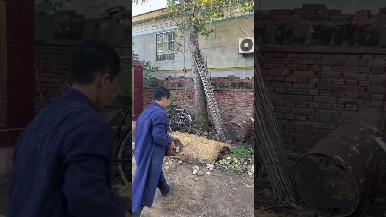 挖点土，剁点稻草，准备用古法修复墙体